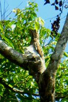 Great-Potoo